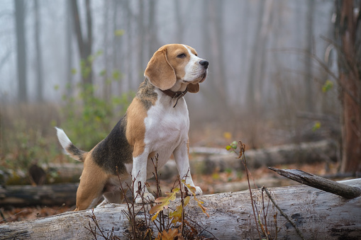 perro Beagle en la espesa niebla al caminar en el parque de otoño photo