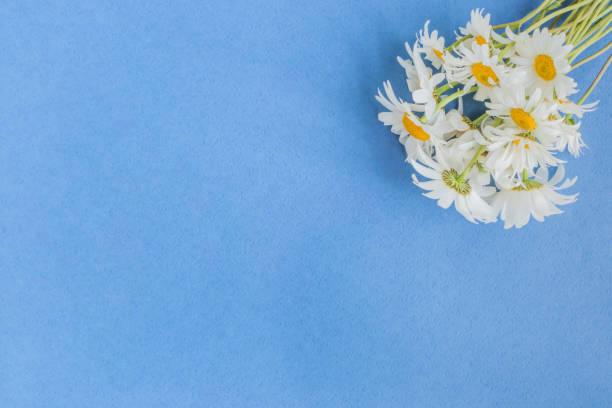 istock White camomiles on a blue background 1064621870