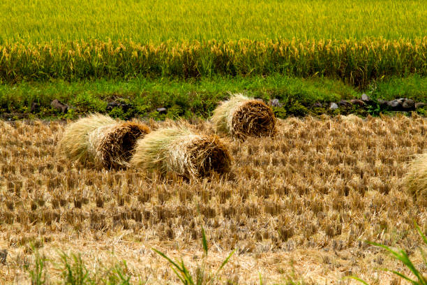 istock Dry straw in rice paddy 1064623026