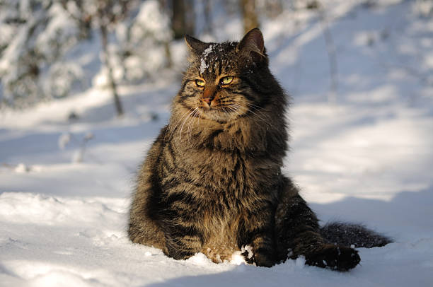 istock Cat in nature in winter with white snow all around. 106462385