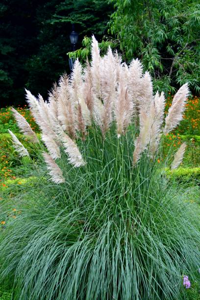 istock Pampas Grass / Cortaderia selloana 1064627100