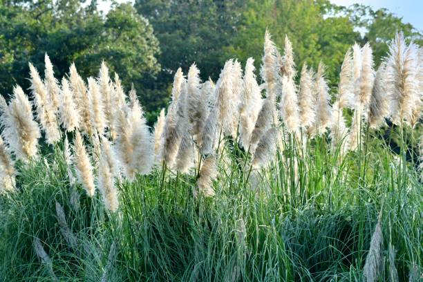 istock Pampas Grass / Cortaderia selloana 1064627166
