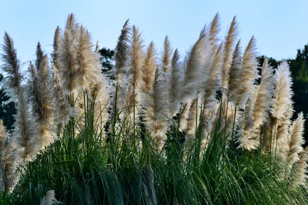 istock Pampas Grass / Cortaderia selloana 1064627170