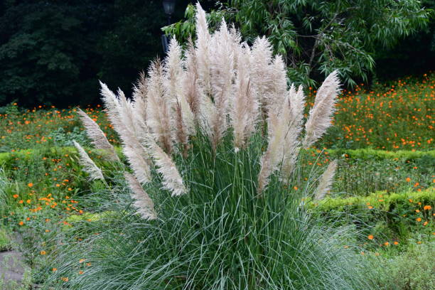 istock Pampas Grass / Cortaderia selloana 1064627472