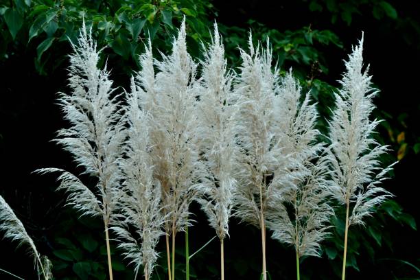 istock Pampas Grass / Cortaderia selloana 1064627910