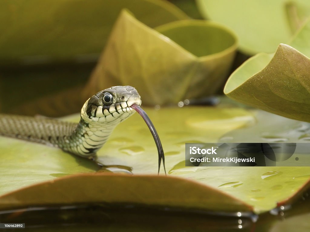 Grass snake - Lizenzfrei Farbbild Stock-Foto
