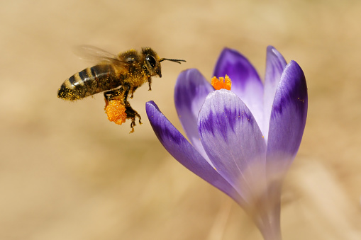 A bee in flight, and crocus, spring