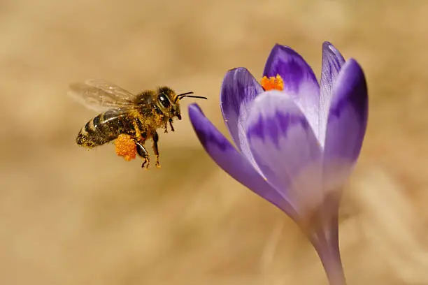 Photo of Bee in flight, and crocus