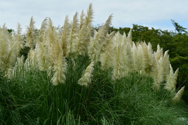 istock Pampas Grass / Cortaderia selloana 1064630116