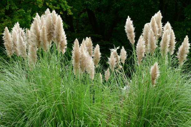 istock Pampas Grass / Cortaderia selloana 1064630278