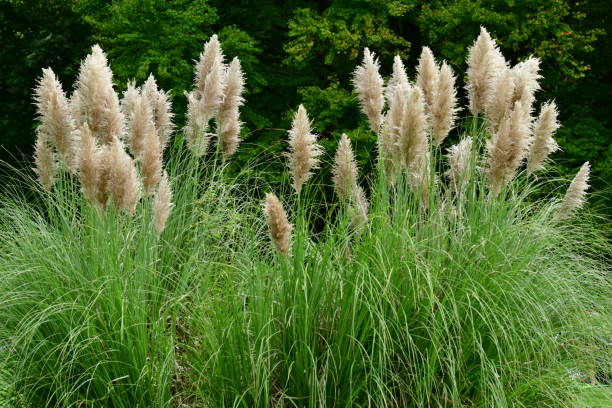 istock Pampas Grass / Cortaderia selloana 1064630290