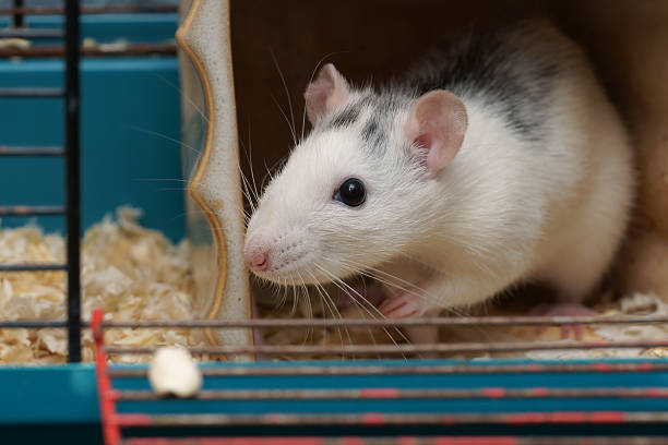 istock Rat, female in a cage 106463147