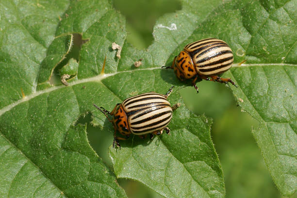 Colorado potato beetle (Leptinotarsa decemlineata) Colorado potato beetle (Leptinotarsa decemlineata) leaf beetle photos stock pictures, royalty-free photos & images