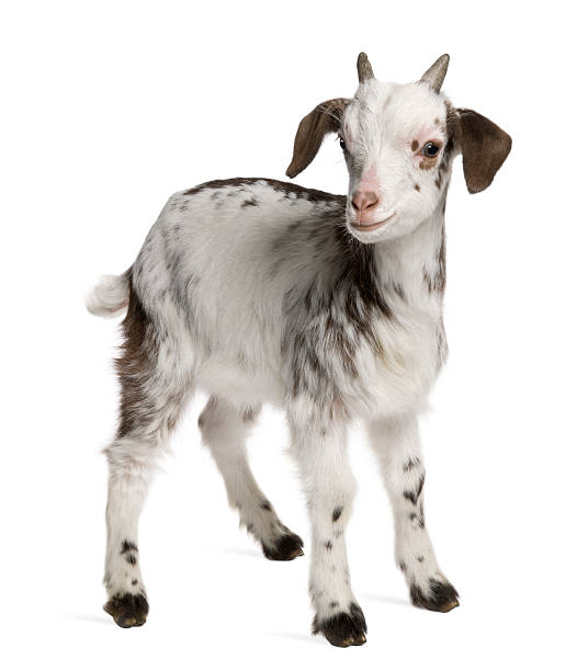 istock Side view of Rove goat Kid, 1 month old, standing. 106463249