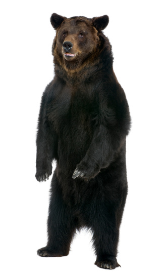 Vista de frente del oso pardo de sexo femenino de 12 años de edad, de pie. photo