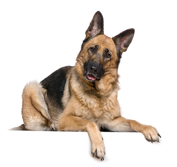 istock German Shepherd dog, 4 years old, lying down and panting. 106463264