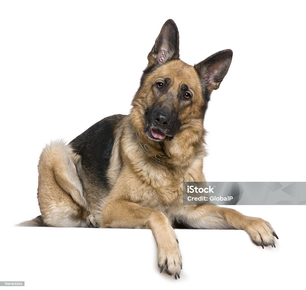 German Shepherd dog, 4 years old, lying down and panting. German Shepherd dog, 4 years old, in front of white background. German Shepherd Stock Photo