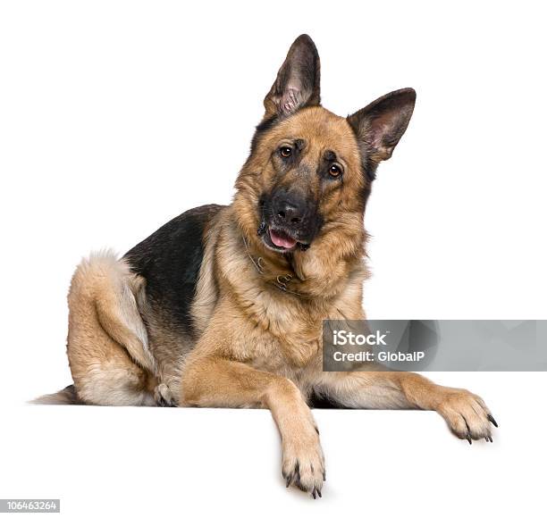 German Shepherd Dog 4 Years Old Lying Down And Panting Stock Photo - Download Image Now