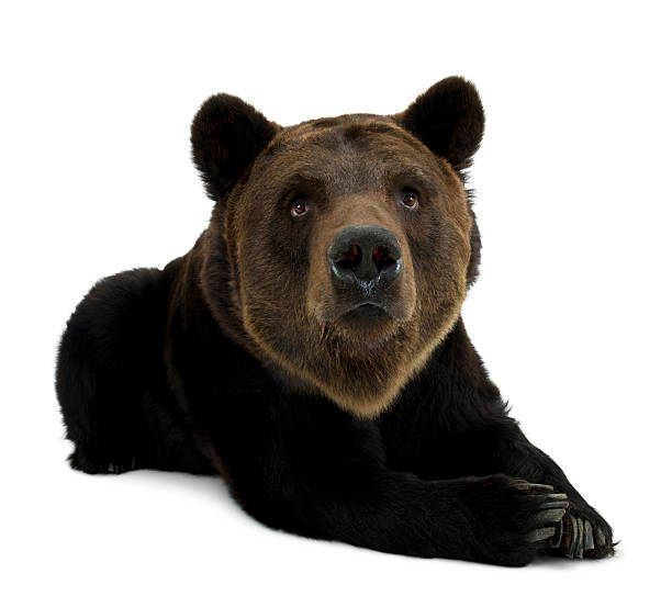 istock Front view of Siberian Brown Bear, 12 years old, lying. 106463270