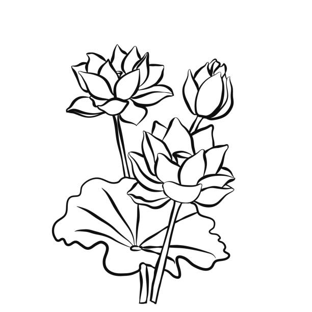 Beautiful lotus flowers black white isolated sketch Beautiful lotus flowers black white isolated sketch. The black line drawn on a white background. Vector illustration lotus flower drawing stock illustrations