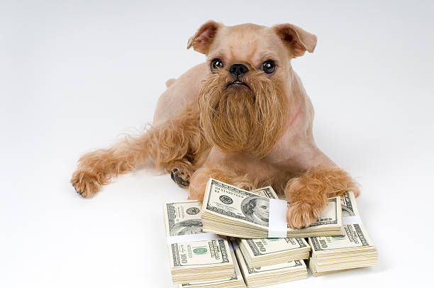 istock Dog and heap  money 106463615
