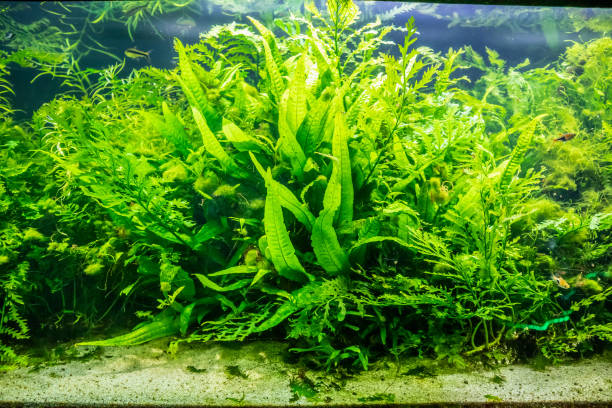 istock aquatic plant in aquarium tank 1064637590