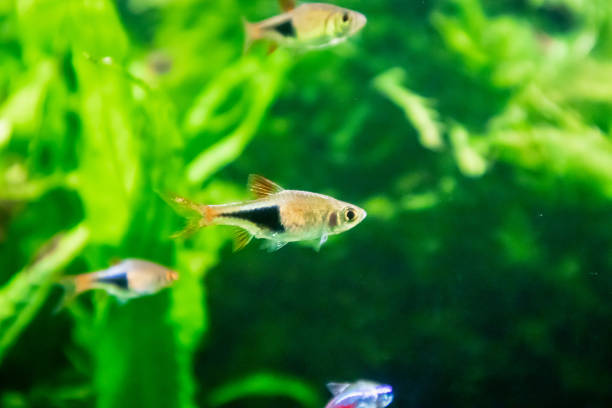 istock freshwater tropical neon fish in aquarium 1064638640
