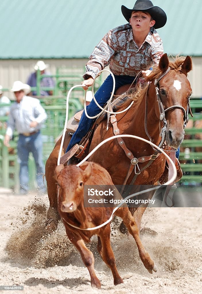 Giovane vitello Roper - Foto stock royalty-free di Rodeo