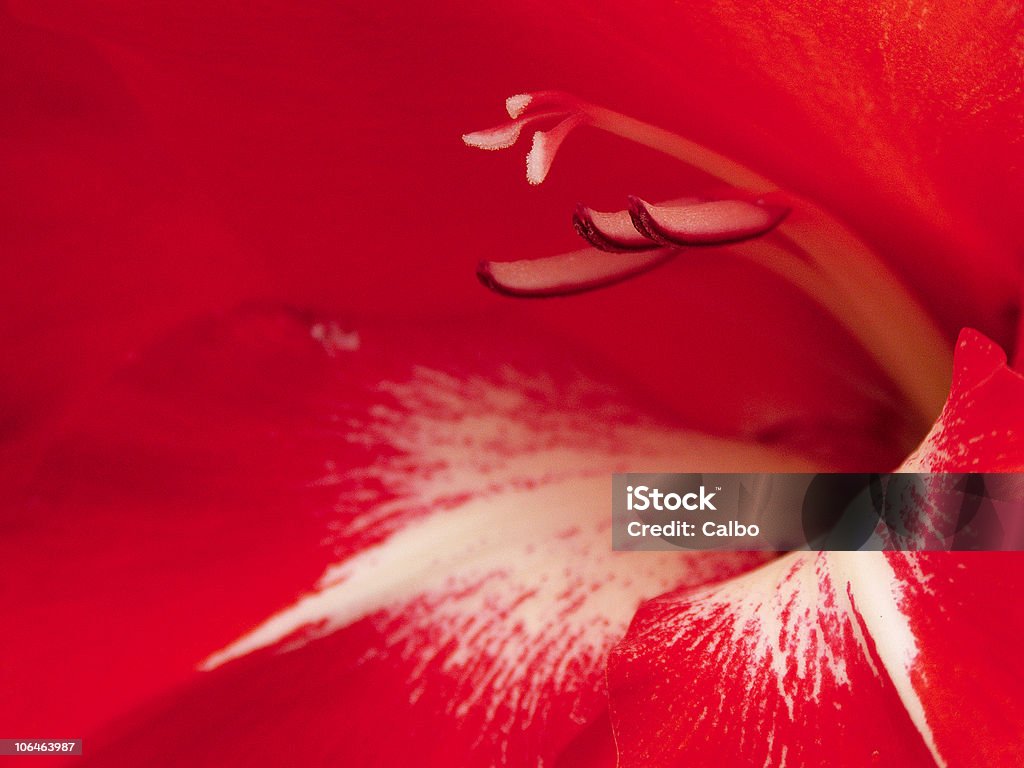 Flor - Foto de stock de Blanco - Color libre de derechos