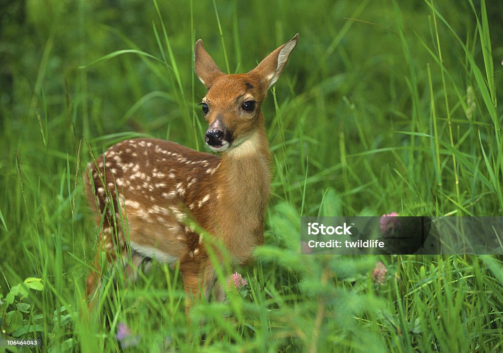 White-tailed fawn standing in lush meadow a cute young white-tailed deer fawn in green grass and clover Fawn - Young Deer Stock Photo