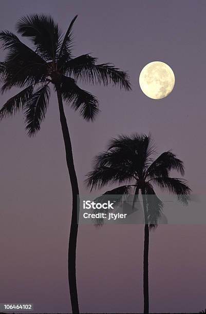 Palms Im Mondlicht Stockfoto und mehr Bilder von Mond - Mond, Palme, Baum