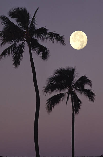 Palms) 달빛 스톡 사진