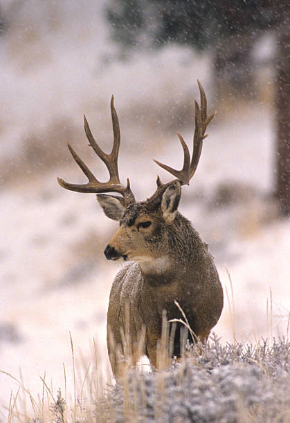 Mule Deer Buck in Snow stock photo