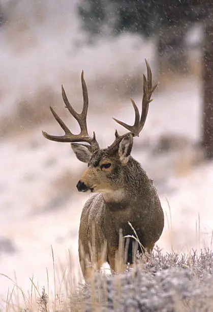 Photo of Mule Deer Buck in Snow