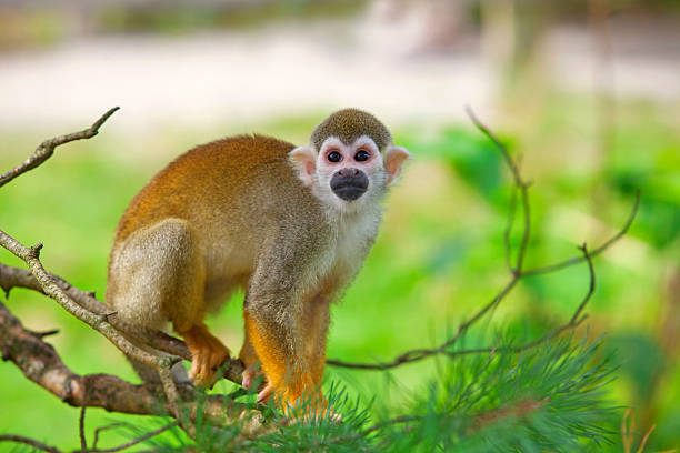 Common squirrel monkey  saimiri sciureus stock pictures, royalty-free photos & images