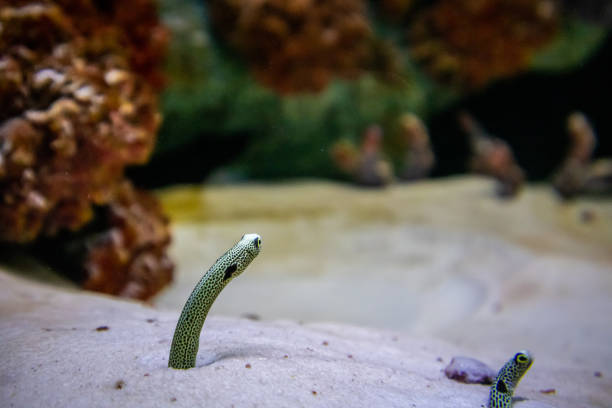 istock spot garden eel in aquarium sand 1064642678