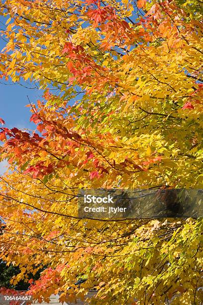 Turning Leaves Stock Photo - Download Image Now - Autumn, Color Image, Leaf