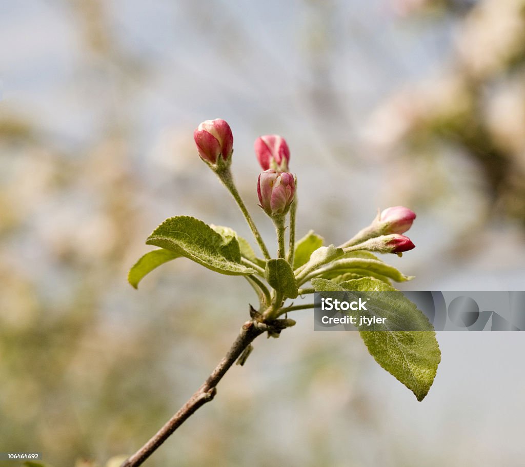 Fiore di melo Buds - Foto stock royalty-free di Albero
