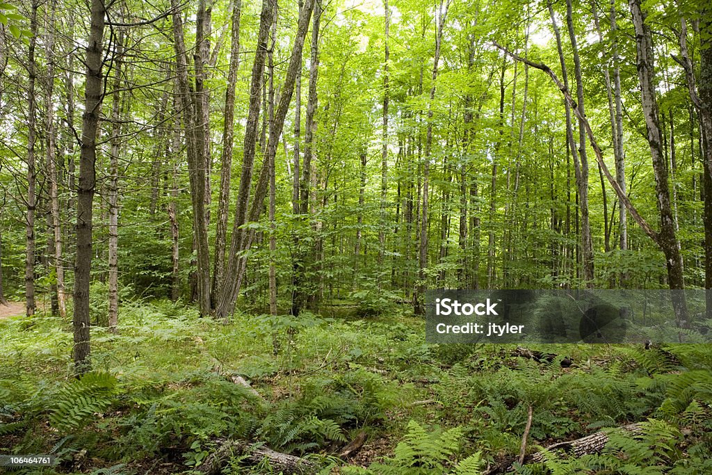 Forêt le sol - Photo de Arbre libre de droits