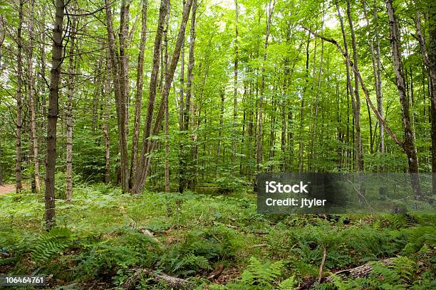 Photo libre de droit de Forêt Le Sol banque d'images et plus d'images libres de droit de Arbre - Arbre, Bois, Chênaie