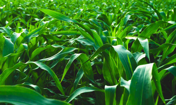 Corn leaves grow in intense dark colors.