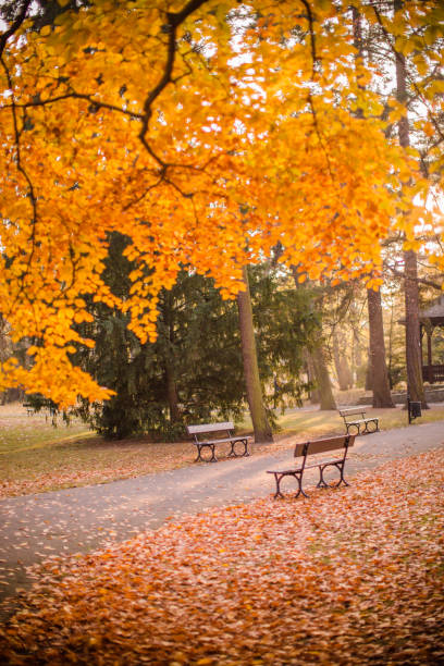 istock Benches in autumn park 1064648584