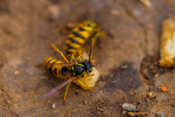 wasp stock photo