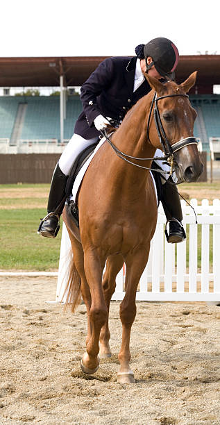 istock Preparing for Dressage Competition 106465237