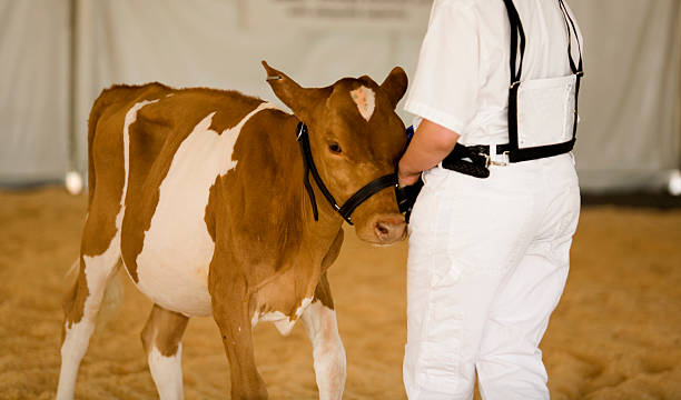 ふくらはぎを示す - guernsey cattle ストックフォトと画像