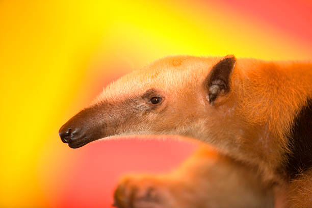 アリクイ - anteater animal nose animal ant ストックフォトと画像