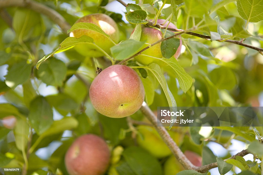 Tiempo de manzana - Foto de stock de Aire libre libre de derechos