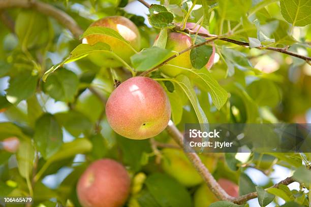 Apple Czas - zdjęcia stockowe i więcej obrazów Bez ludzi - Bez ludzi, Czerwony, Dojrzały