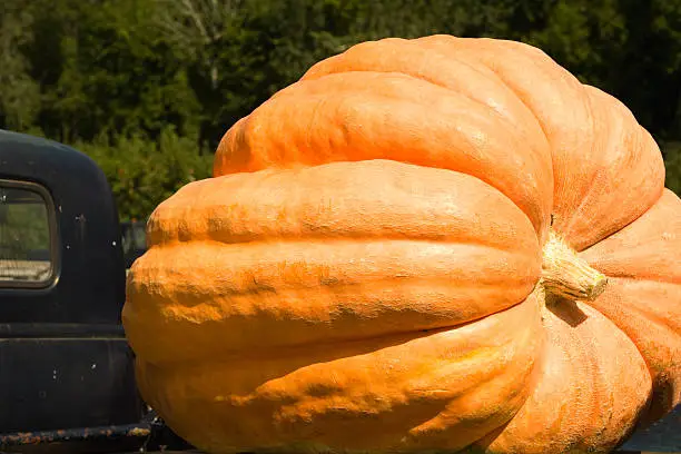 Photo of Huge Pumpkin
