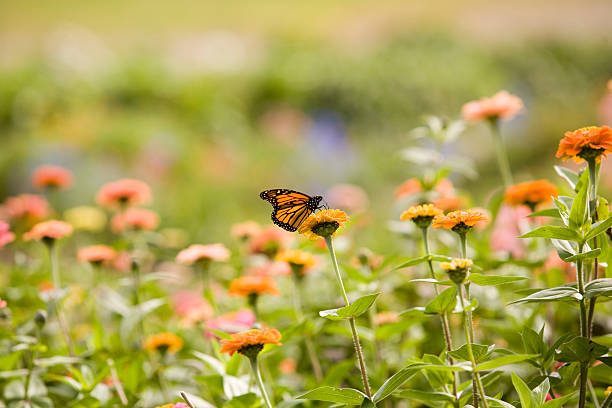 istock Butterfly and Zinnias 106465673